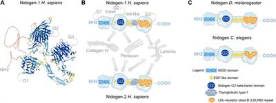 Nidogen in development and disease